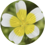 Meadowfoam Flower
