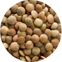 Lentil Seed