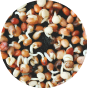 Quinoa Seed